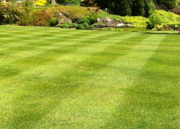 Cost of Commercial Grass Cutting in Kennewick
