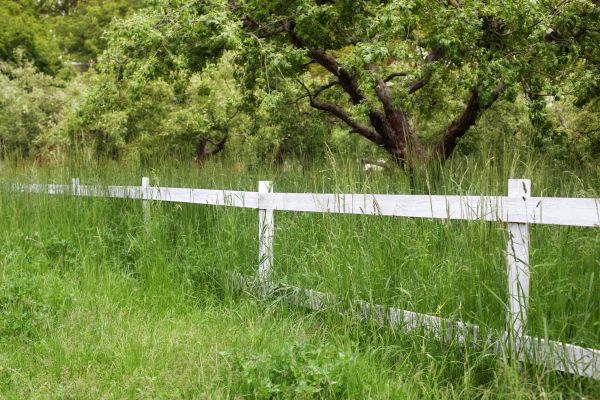 Cost of Fence Line Trimming in Kennewick