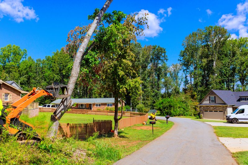 Thatch Removal Service